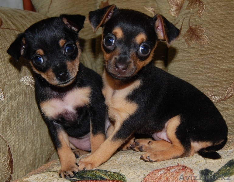 Миниатюрные той-терьеры - Изображение #1, Объявление #528839