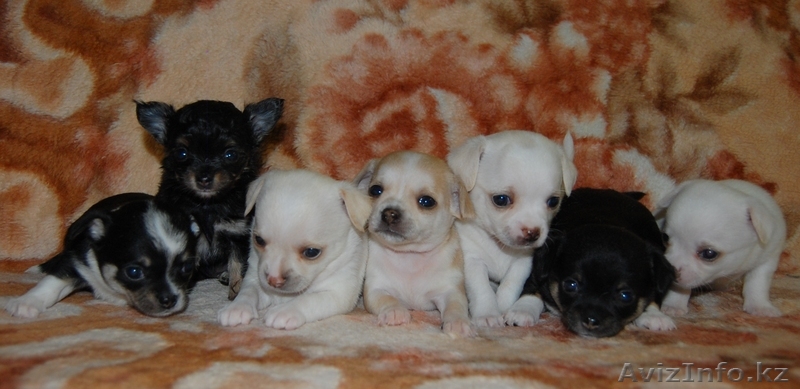 Милашки Чихуа-хуа - Изображение #1, Объявление #528835