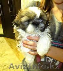 лучший подарок великолепный щенок ши-тцу - Изображение #1, Объявление #902850