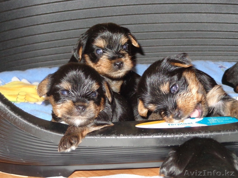 Готовятся к продаже щенки йоркширского терьера - Изображение #1, Объявление #984666