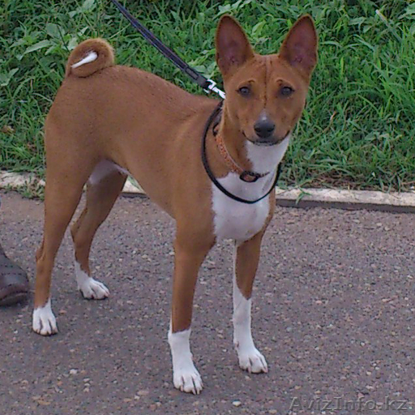 Ищу пропавшую басенджи за большое вознаграждение! - Изображение #1, Объявление #986593