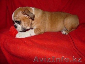 Щенки английского бульдога - Изображение #1, Объявление #1010973