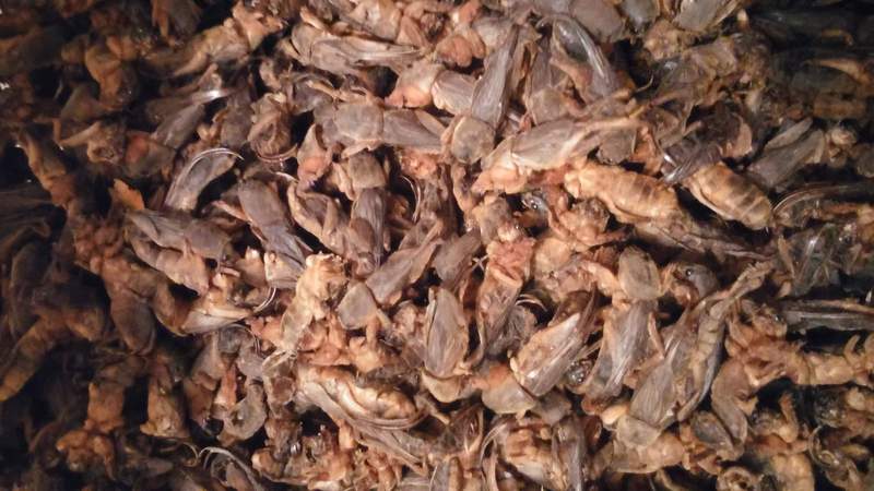 продаю азиатскую медведку именно для лечения туберкулёза - Изображение #1, Объявление #1173867