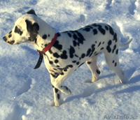 щенки далматина - Изображение #2, Объявление #134588