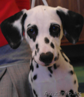 щенки далматина - Изображение #1, Объявление #134588