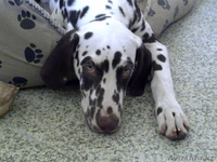 щенки далматина - Изображение #3, Объявление #134588