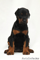 Щенки добермана с отличной родословной - Изображение #7, Объявление #200029