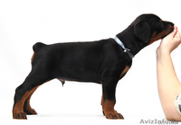 Щенки добермана с отличной родословной - Изображение #1, Объявление #200029