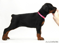 Щенки добермана с отличной родословной - Изображение #3, Объявление #200029