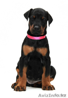 Щенки добермана с отличной родословной - Изображение #4, Объявление #200029