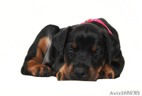 Щенки добермана с отличной родословной - Изображение #5, Объявление #200029