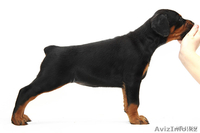 Щенки добермана с отличной родословной - Изображение #6, Объявление #200029