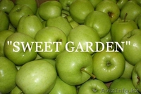 Наиболее хорошие яблоки из Польши -  большой опт !!! - Изображение #1, Объявление #377423