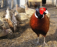 Продаем Фазанов и цесарок - Изображение #1, Объявление #400771