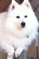 Породистые щенки Белоснежного японского шпица - Изображение #4, Объявление #704736