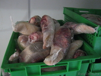 Мясо КРС халяль от производителя - Изображение #5, Объявление #802083