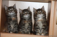 Предлагаем к продаже котят породы мейн кун - Изображение #2, Объявление #835238