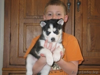 очаровательные хаски щенки - Изображение #1, Объявление #1081155