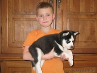 очаровательные хаски щенки - Изображение #2, Объявление #1081155