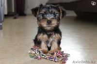 Йорики щенки мальчики и девочки - Изображение #1, Объявление #1163401