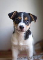 Джак Ръсел кученца на разположение - Изображение #1, Объявление #1206470
