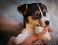 Джак Ръсел кученца на разположение - Изображение #2, Объявление #1206470