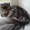 Ищу персидского кота для вязки #452321