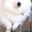 Породистые щенки Белоснежного японского шпица - Изображение #4, Объявление #704736