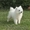 Породистые щенки Белоснежного японского шпица - Изображение #1, Объявление #704736