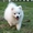 Породистые щенки Белоснежного японского шпица - Изображение #3, Объявление #704736