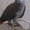 Продам попугая Жако молой и активный #758733