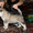 Чудесные щенки маламута - Изображение #3, Объявление #780873