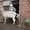 Продам партию высококлассного молодняка зааненских коз - Изображение #4, Объявление #1268150