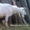 Продам партию высококлассного молодняка зааненских коз - Изображение #3, Объявление #1268150