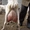 Продам партию высококлассного молодняка зааненских коз - Изображение #2, Объявление #1268150