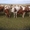 ПРОДАМ КРС Коров дойных,  выбракованных,  быки на откорм,  забой #1442106