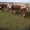 ПРОДАМ КРС Коров дойных, выбракованных, быки на откорм, забой - Изображение #2, Объявление #1442106
