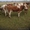 ПРОДАМ КРС Коров дойных, выбракованных, быки на откорм, забой - Изображение #3, Объявление #1442106