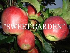 Наиболее хорошие яблоки из Польши -  большой опт !!! - Изображение #4, Объявление #377423