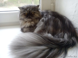 Ищу персидского кота для вязки - Изображение #1, Объявление #452321