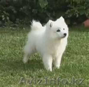Породистые щенки Белоснежного японского шпица - Изображение #1, Объявление #704736