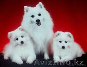 Породистые щенки Белоснежного японского шпица - Изображение #2, Объявление #704736