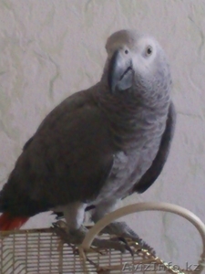 Продам попугая Жако молой и активный - Изображение #1, Объявление #758733