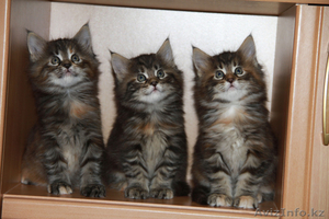 Продаем котят породы Мейн-Кун