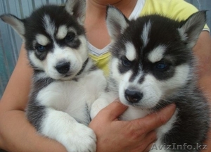 Щенки сибирской хаски.