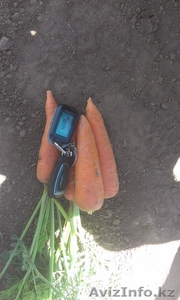 Морковь оптом напрямую с КФХ - Изображение #1, Объявление #1123232