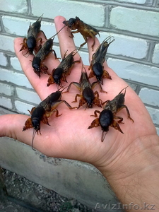 Продам медведки. Крупные,  высушенные в целом виде.