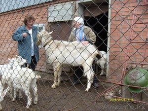 Продам партию высококлассного молодняка зааненских коз - Изображение #4, Объявление #1268150