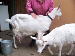Продам партию высококлассного молодняка зааненских коз - Изображение #6, Объявление #1268150