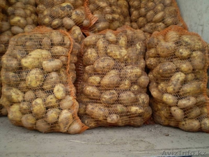 Продам  товарный картофель и семенной 2-3 репродукции оптом - Изображение #1, Объявление #1261182